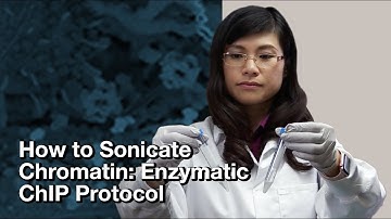 How to sonicate chromatin: Enzymatic ChIP protocol | CST Tech Tips