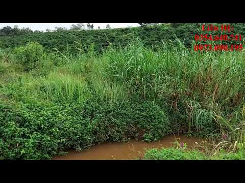 Video (Đã bán)2,3Ha NGÂN HÀNG THANH LÝ GẦN QL14 GIÁ RẺ, nhà... - youtube