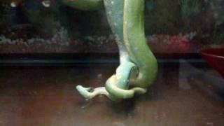 Breeding Green Tree Python / Chondros, Mating & Gravid footage ... Merlin and Medusa Profile