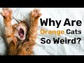 Is orange cat behavior a real thing