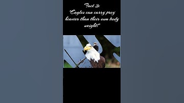 Thumbnail of "five amazing facts about eagles"
