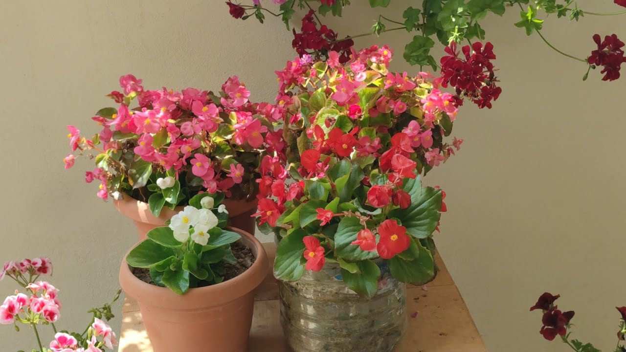 şeker begonya bakımı