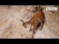 Baby ibex descends mountains to escape a fox  planet earth ii mountains  bbc