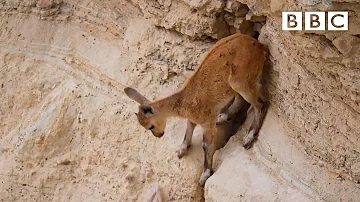 Baby ibex descends mountains to escape a fox | Planet Earth II: Mountains - BBC