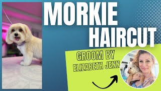 Morkie Haircut (Morkie Haircut for Chloe)