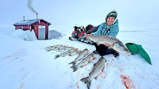 6 Days Camping on the Arctic Ocean - Sheefish Catch \u0026 Cook
