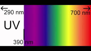 The Decolorization of Crystal Violet