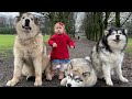 We Pick Amelia Up From Nursery With All The Dogs! (So Cute!!)