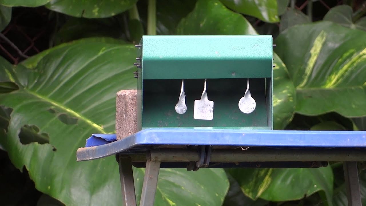 gamo swinging pellet trap Lesbian porn no credit card or email