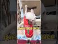 Đã làm gì đâu, đã chạm vào đâu 😹 #funnyshorts #funnypets #bossmèo #cute #cat #meow #short