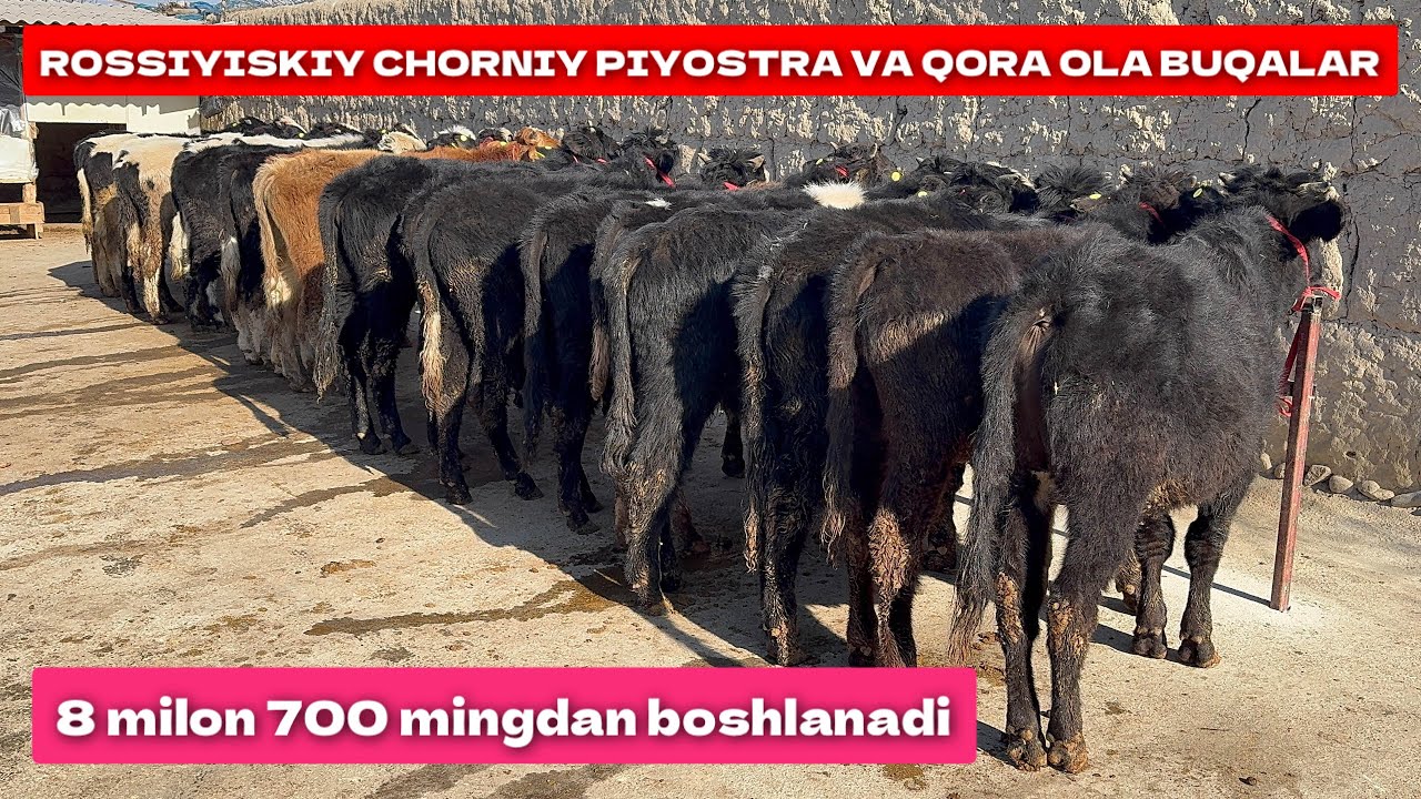 rossiyiskiy-chorniy-piyostra-va-qora-ola-buqalar-ulgurib-qoling-youtube