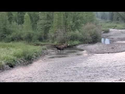 Canadian Moose Part 1