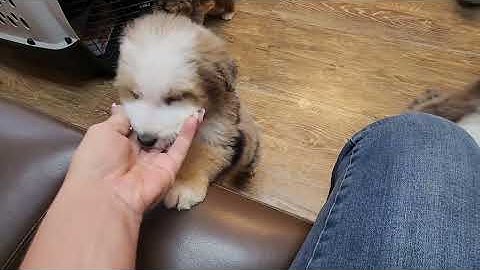 Matrix Aussiedoodle puppies from Prissy and Buck at the Vet