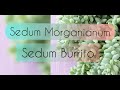 SEDUM MORGANIANUM/SEDUM BURRITO/TRASPLANTE/CUIDADOS/Jardín Suculento