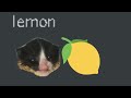 towel cat eats lemon and dies