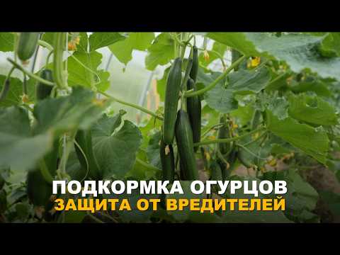 CUCUMBER FERTILIZATION SCHEDULE — SECRETS TO A HEALTHY HARVEST. How to avoid diseases and pests.