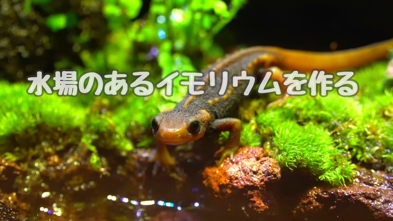 水場のあるイモリウム【No.92】 ざきと様専用 【公式通販
