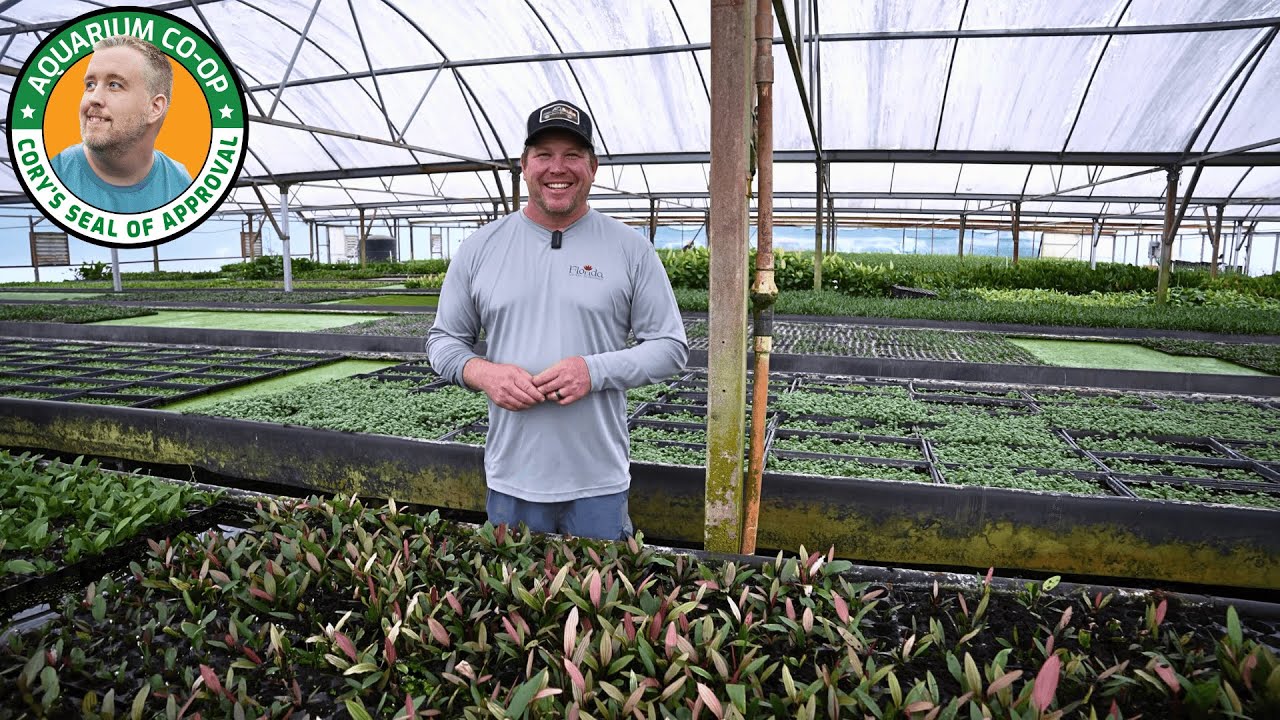 How Aquarium Plants Are Grown in the USA