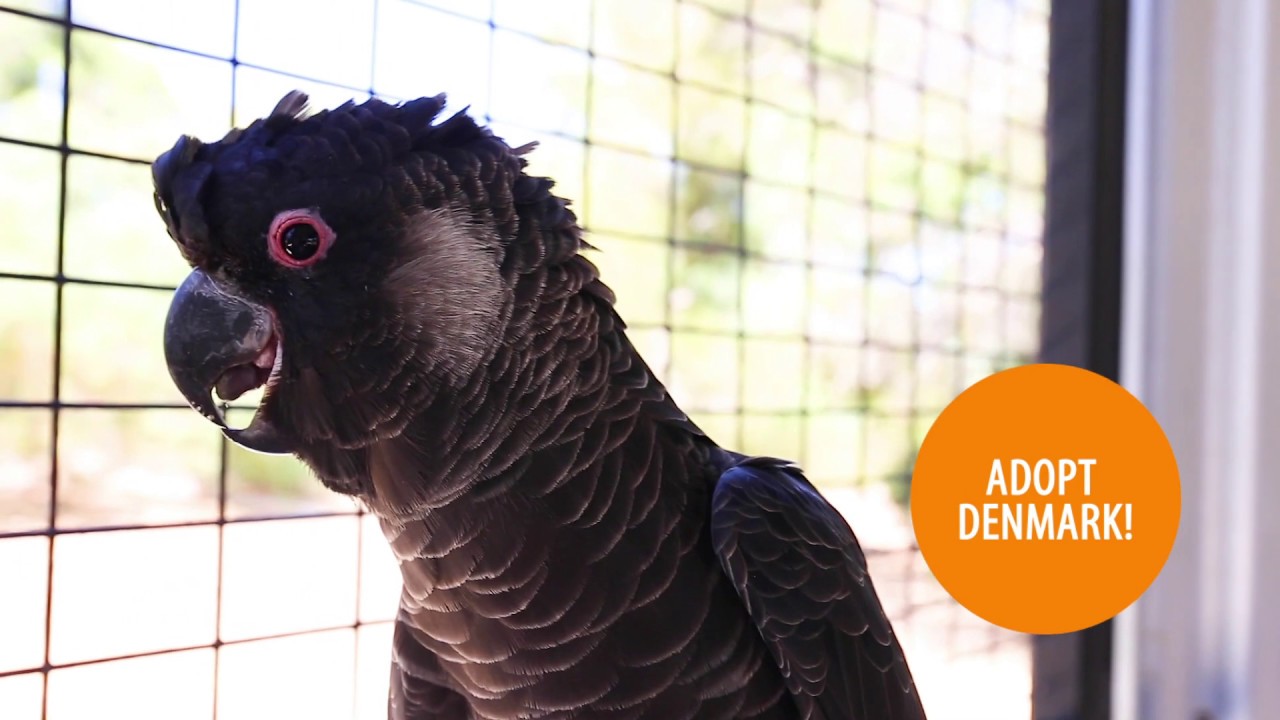 Adopt Denmark YouTube