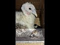 Hermosos Pavitos recien nacidos - Guajolotes/Beautiful Newborn Turkeys