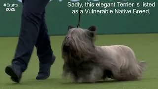 Vulnerable Native Breeds, A Brief Intro|SKYE TERRIER|