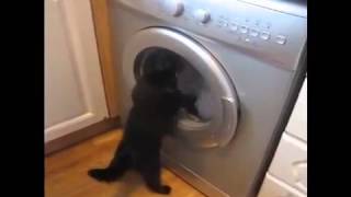 Смешные коты и кошки. Кот против стиральной машины! Смешные коты и кошки. Кот против стиральной машины!