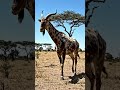 bakra기bakra bakra기bakra eid기bakra eid mubarak기bakra mandi기bakra video기bakri