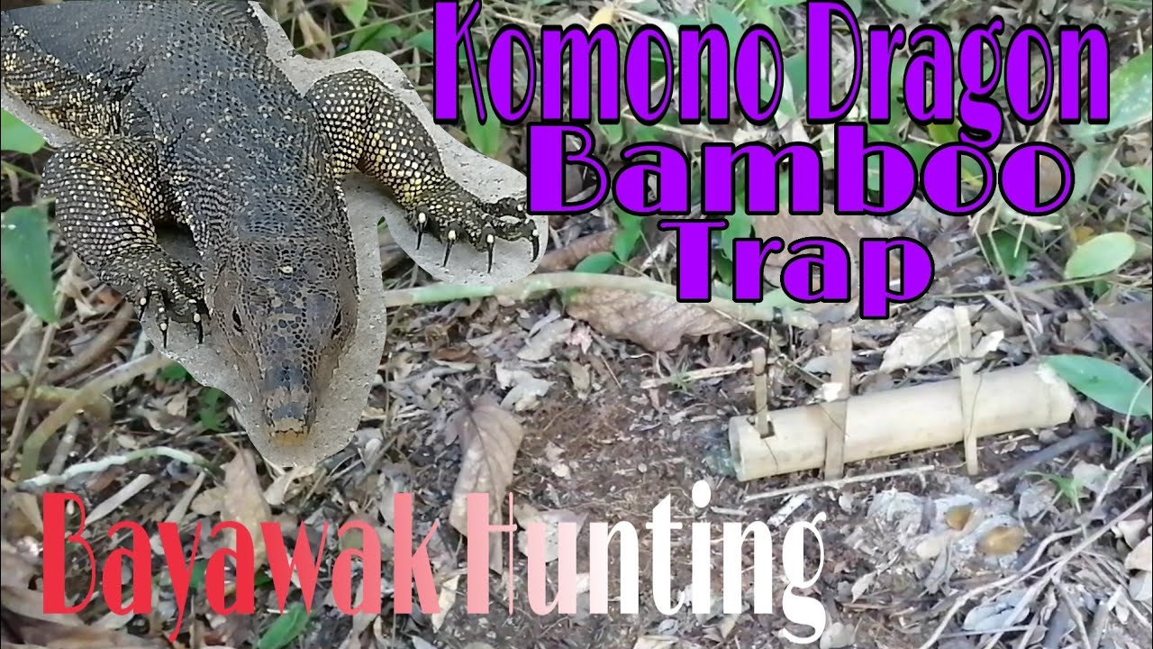 Bayawak Hunting Komodo Dragon Hunting Bamboo Trap YouTube