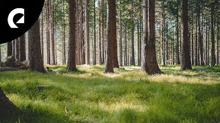 1 Hour of Calm Forest Ambience 🌲🕊️ for Focus and Relaxation