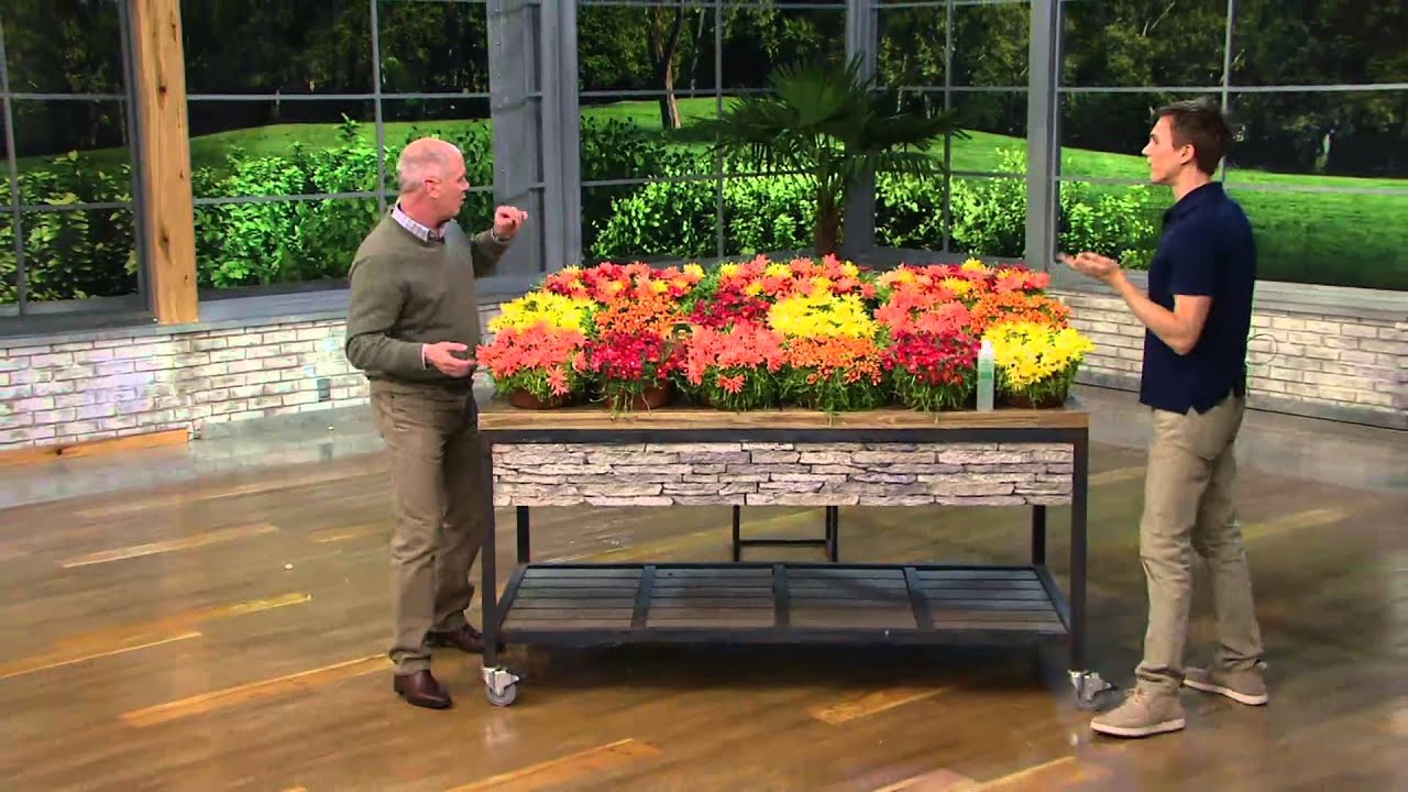 Roberta's 18piece Hardy Succulent Flowering Ice Plants on QVC YouTube
