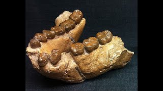 Gigantopithecus Song