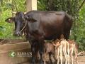 Birth of 5 calf at a time  : ഒറ്റ പ്രസവത്തിൽ അഞ്ചു കിടാങ്ങൾ