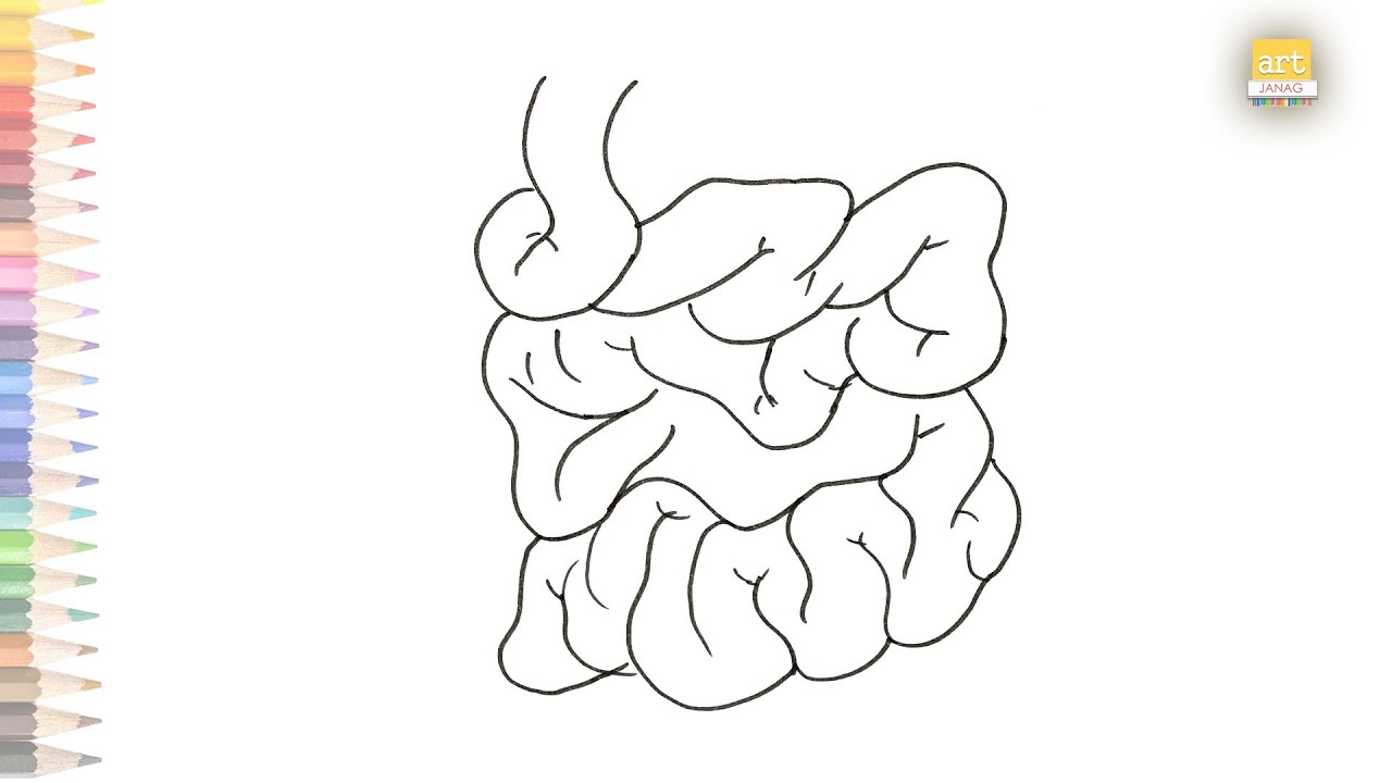 Premium Vector  Human small intestine hand drawn cartoon simple vector  illustration