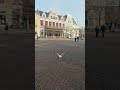 Haarlem 🪺 #haarlem #hellothere #centre #gezellig #walking #daytime #seagull #funny #bird #wings