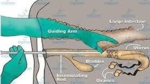 Artificial insemination process 3D video in cattle || AI technique in cattle 
