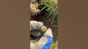 2 150 year old military buttons found metal detecting #metaldetecting #exploring #vintage #treasure