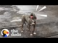 This Pittie Rescue Was Meant To Be | The Dodo