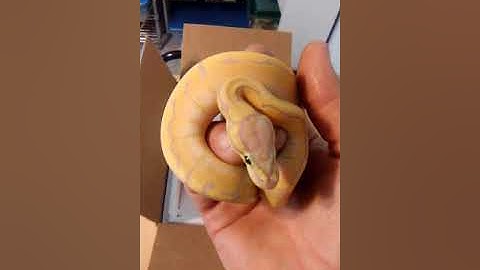 2018 Ball Python Unboxing - Banana Pinstripe