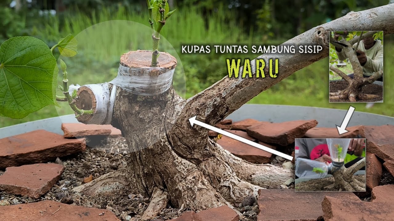 Очистите полностью соедините вставку Вару бонсай