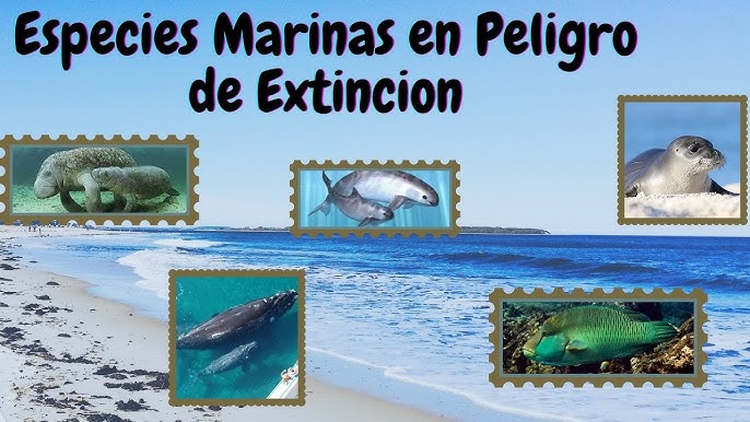 Impactante! Conoce 5 animales marinos que se encuentran en peligro de  extinción