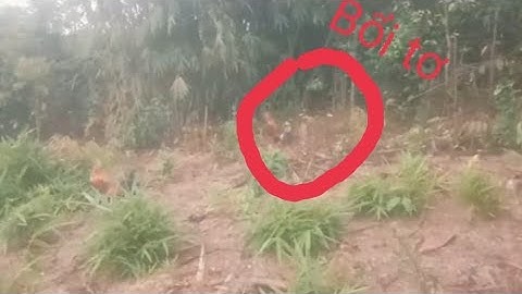 Bẫy gà rừng rặc mồi già gặp bổi tơ #Cuab qaib qus maag zoo heev