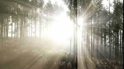 Green Bamboo Forest in Hills | Motion Graphics - Envato elements