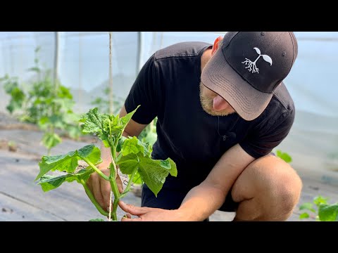 Video: Agurker på espalier: plantning, dyrkning og fotos. Hvordan dyrker man agurker på espalier?