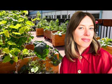 I transformed a concrete courtyard into an edible jungle