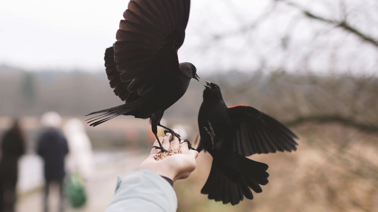 Relaxing Nature Walk & Bird Feeding at Burnaby Lake (Piper Spit) Vancouver BC