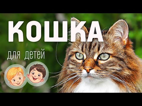 Кошка. Видео про животных для детей 3+