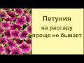 Самый простой способ посева петунии на рассаду 🌺 Все просто и без заморочек