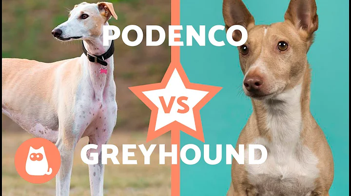 Differences Between the SPANISH GREYHOUND and PODENCO 🐶 (Characteristics, Care and Health)