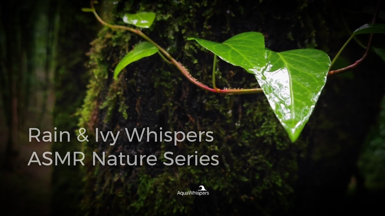 Rain & Ivy Whispers | Soothing Rainfall Sounds in Deep Forest | ASMR ...