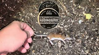 June Mouse Hunt 2 2025